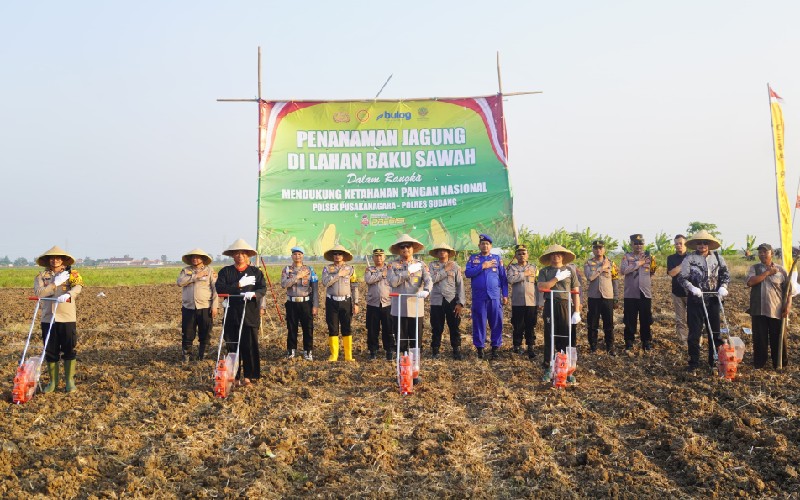 Perkuat Ketahanan Pangan, Polres Subang Tanam Jagung di Lahan 10 Hektar di Daerah Pantura