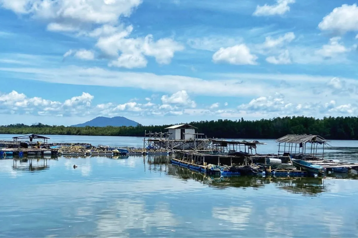 Dari Nelayan ke Produk Olahan, Madong Diproyeksikan Jadi Model Pangan Maritim Kepri – Kutipan